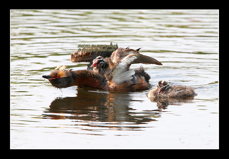 Grebe Stretching Wings