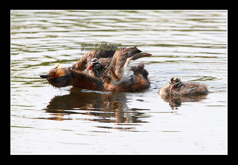 Grebe Stretching Wings