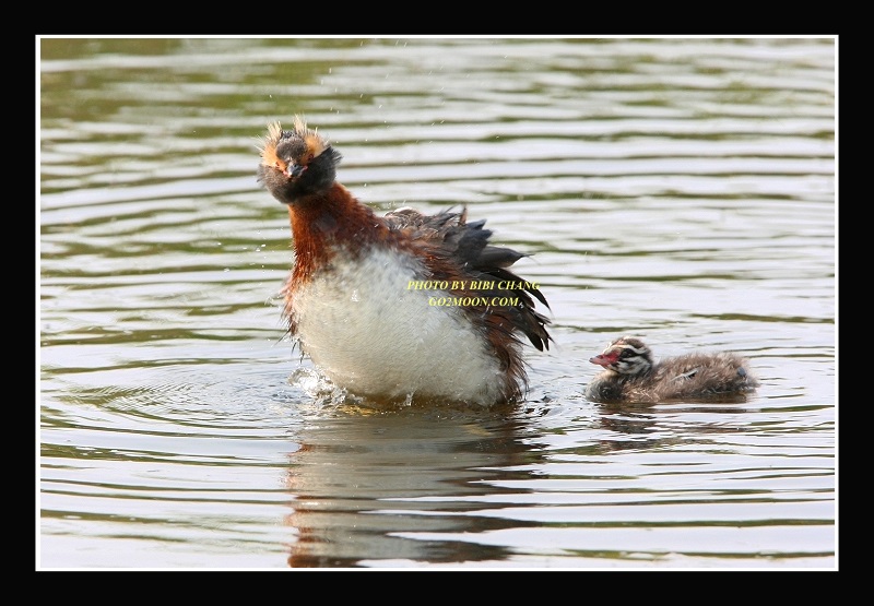 Grebe Arranging Feathers