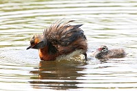 Grebe Arranging Feathers