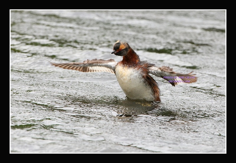 Horned Grebe Open Wings