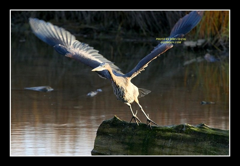 Stretching the Wings