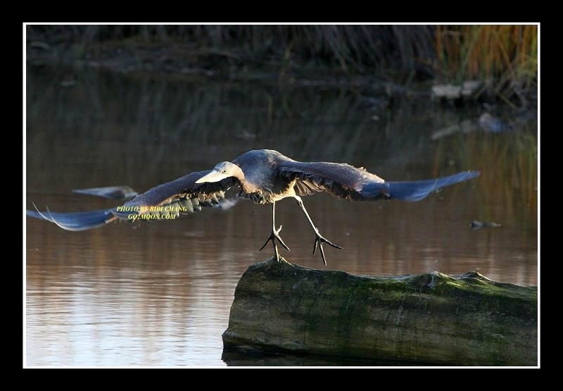 Stretching the Wings