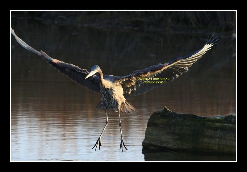 Stretching the Wings
