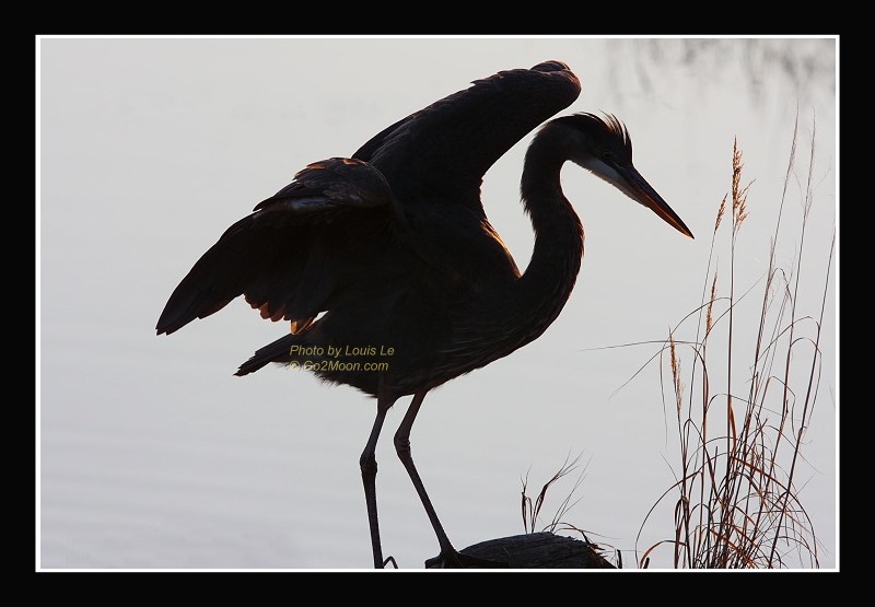 Blue Heron Silhouette