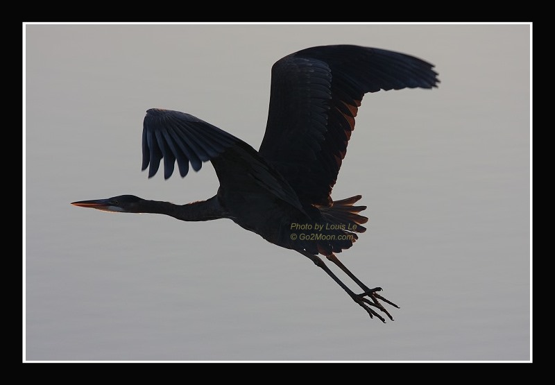 Great Blue Heron in Flight
