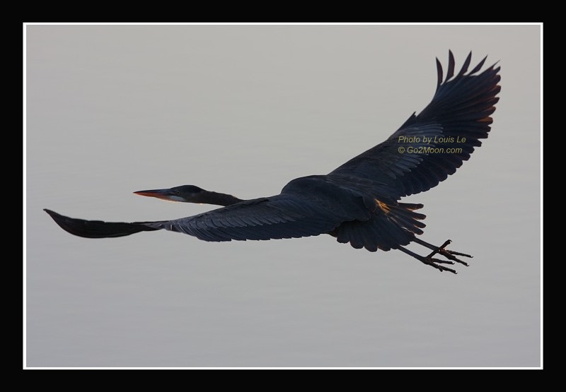 Blue Heron Silhouette