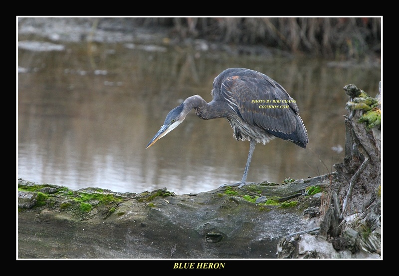 Heron Fishing