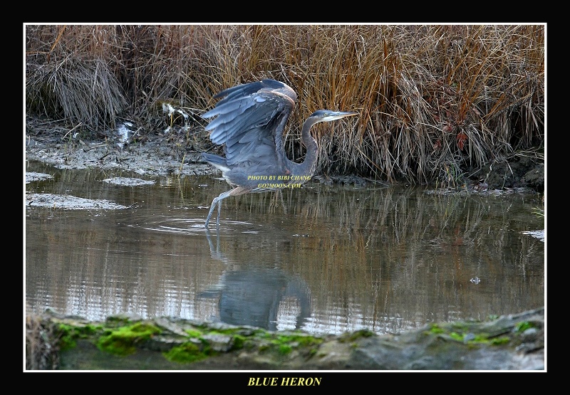 Blue Heron taking off
