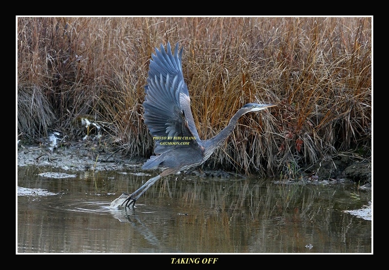 Blue Heron taking off