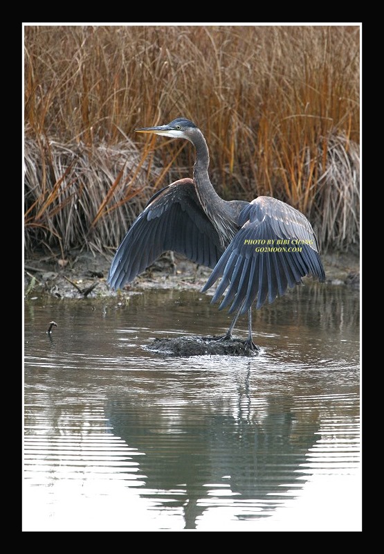 Great Blue Heron take off