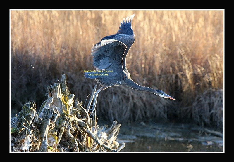 Alaska Heron