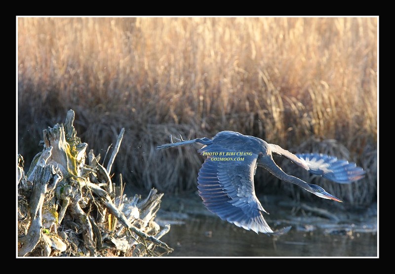 Alaska Heron