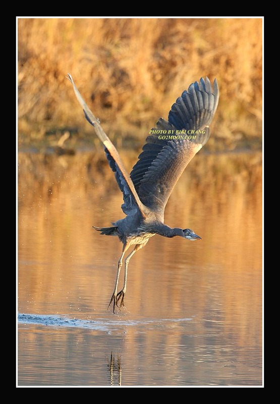 Great Blue Heron in Flight