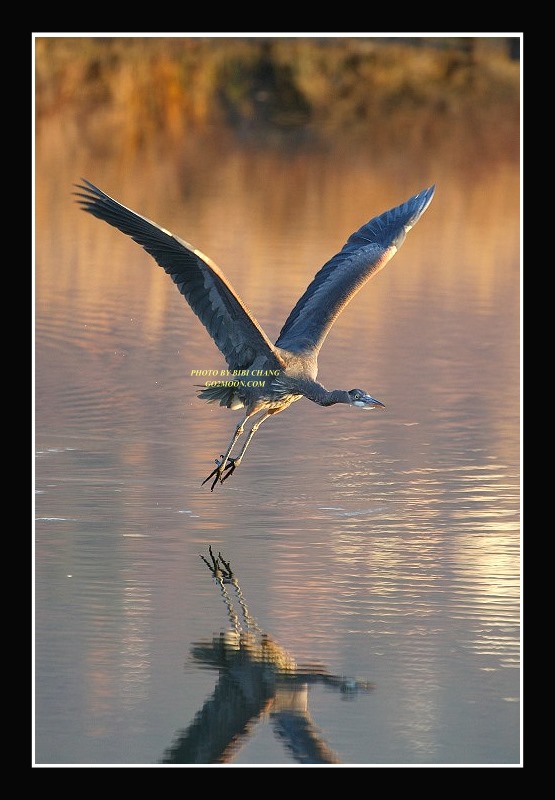 Great Blue Heron in Flight