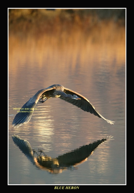 Great Blue Heron in Flight