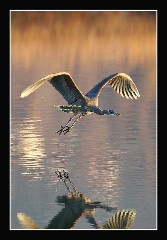 Great Blue Heron in Flight