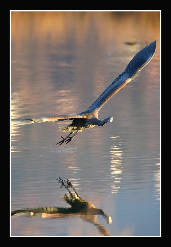 Great Blue Heron in Flight