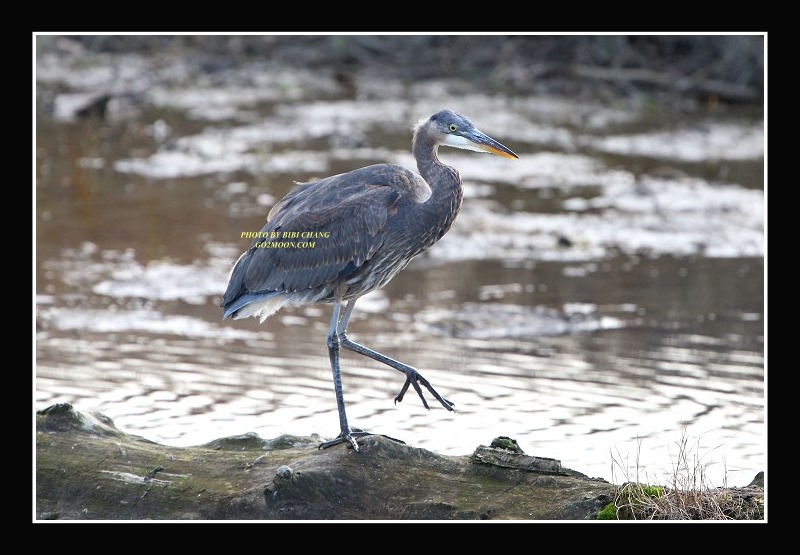 Alaska Blue Heron
