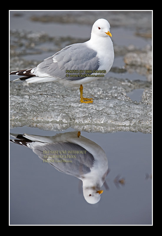 Mew Gull on Ice
