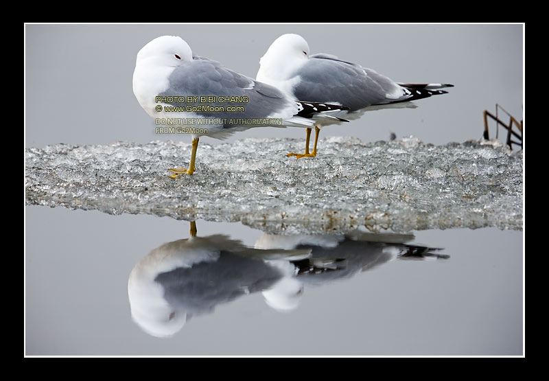 Mew Gull on Ice