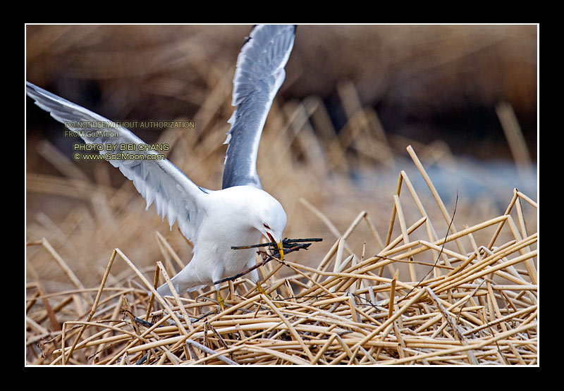 Gull Building Nest