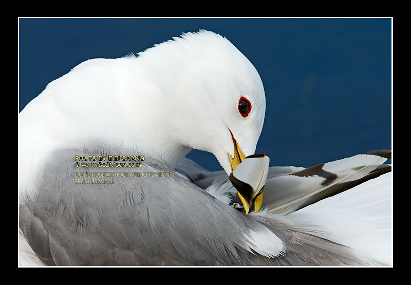 Mew Gull Preening