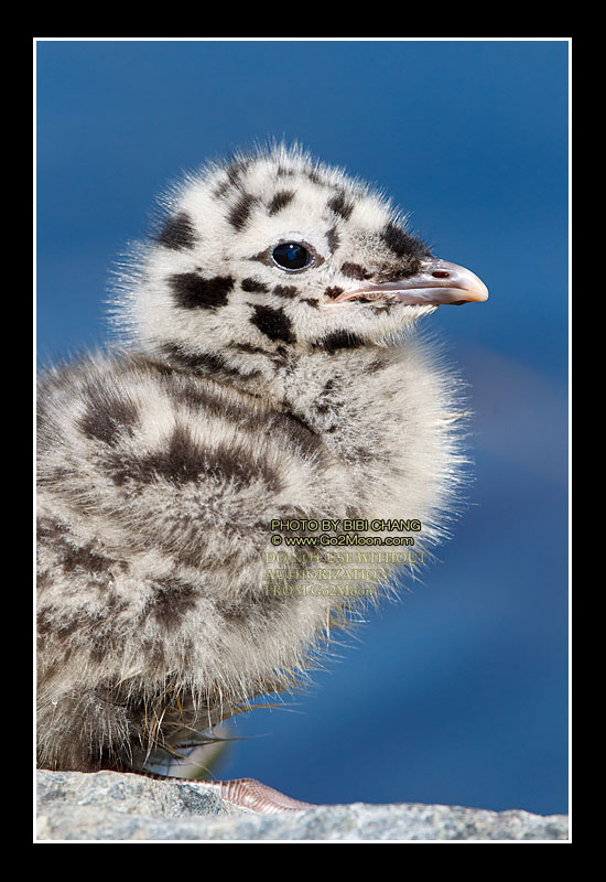Gull Chick