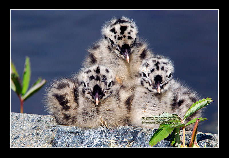 Gull Chicks