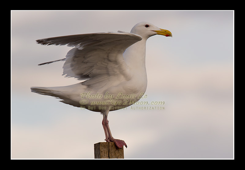 Glaucous Winged Gull