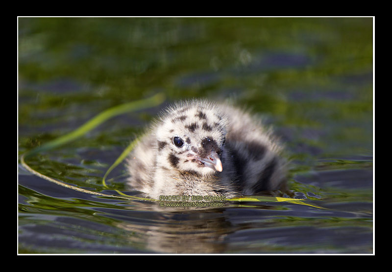 Mewgull Chick