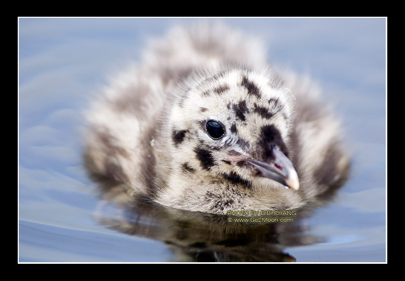Mewgull Chick