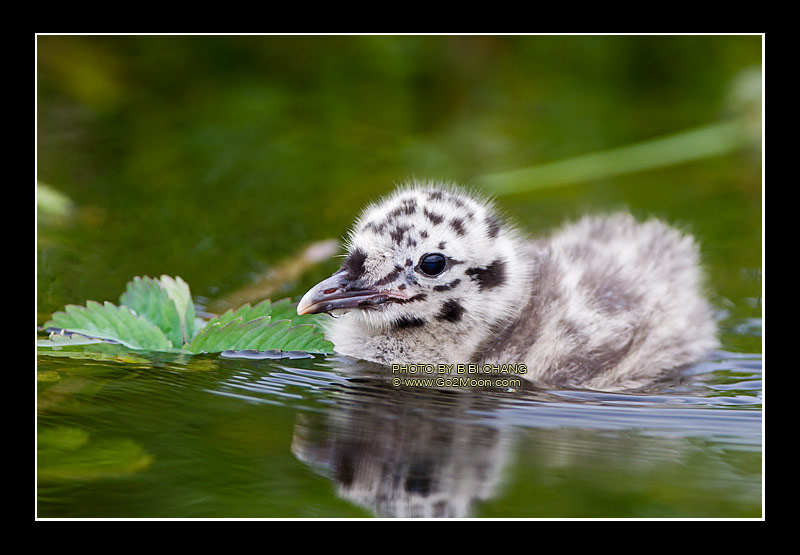 Gull Chick