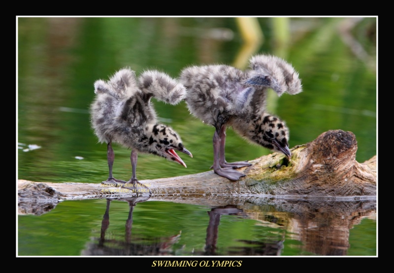 Gull Chicks