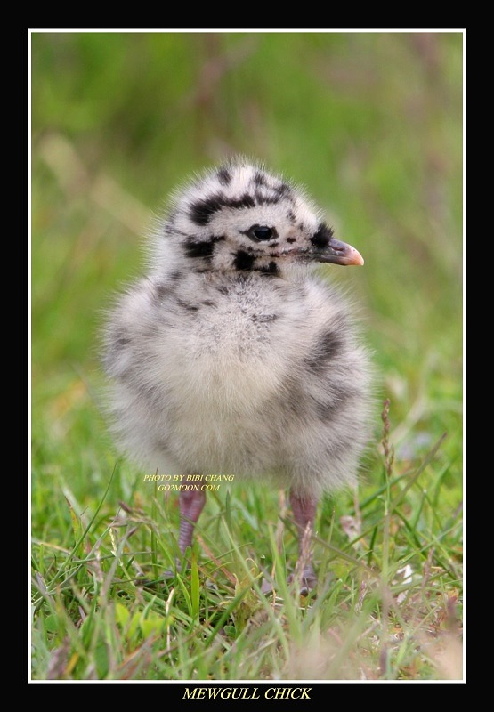 Mewgull Chick Portrait