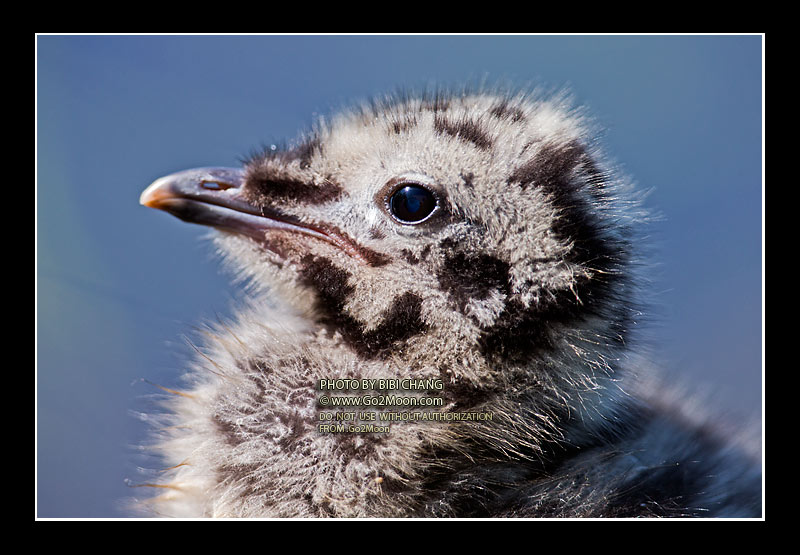 Gull Art