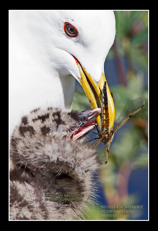 Mewgull Feeding Chick