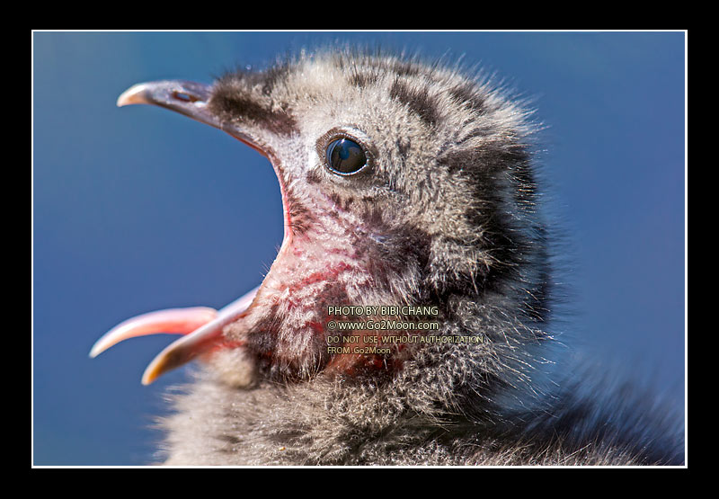 Mewgull Close Up