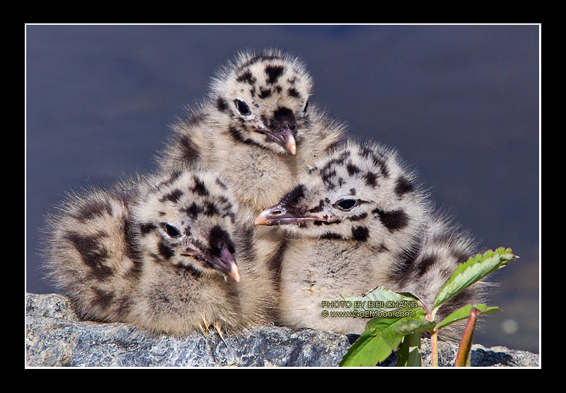 Mewgull Close Up