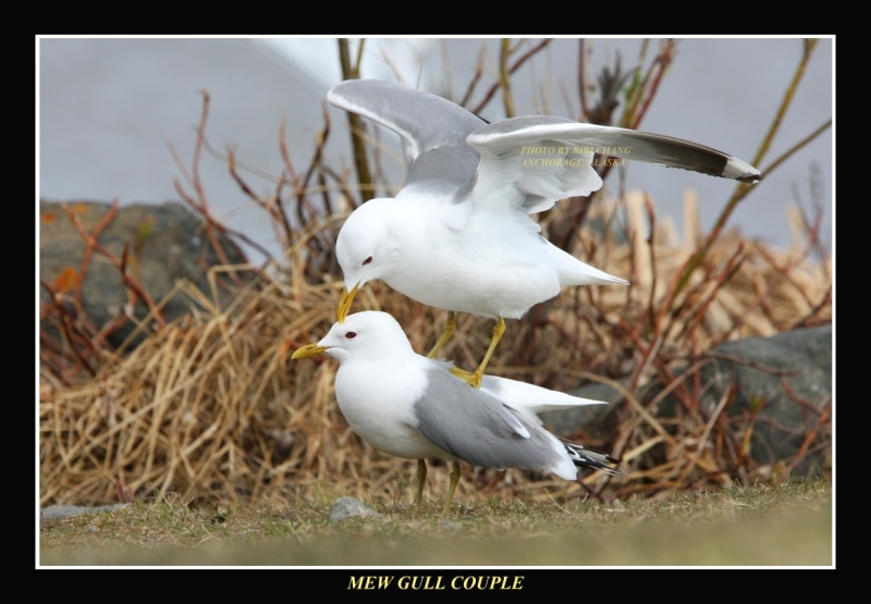 Mewgull Couple