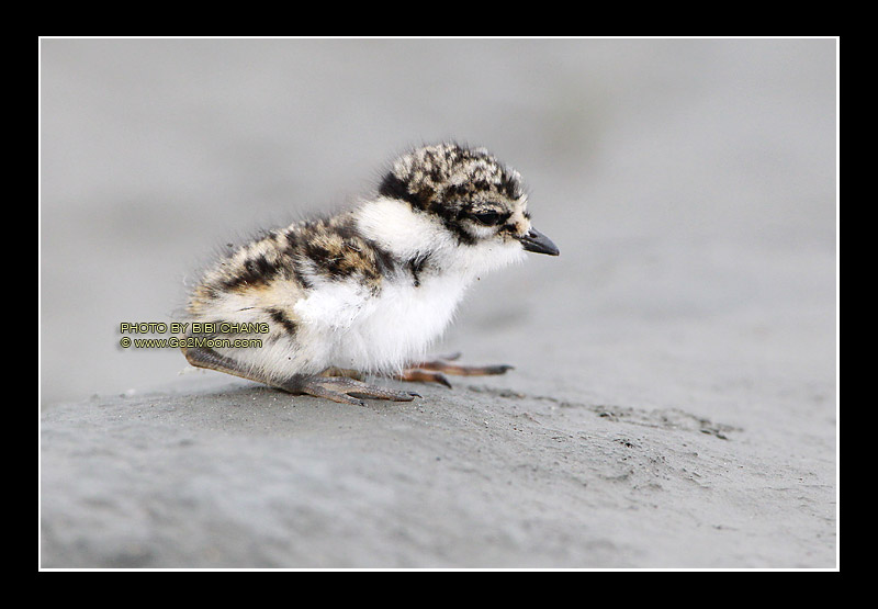 Plover Chick