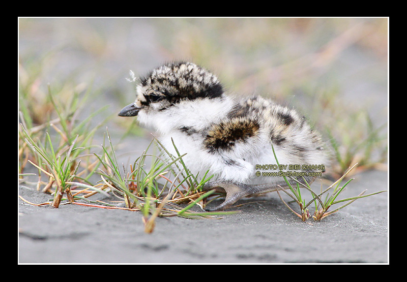 Plover Chick