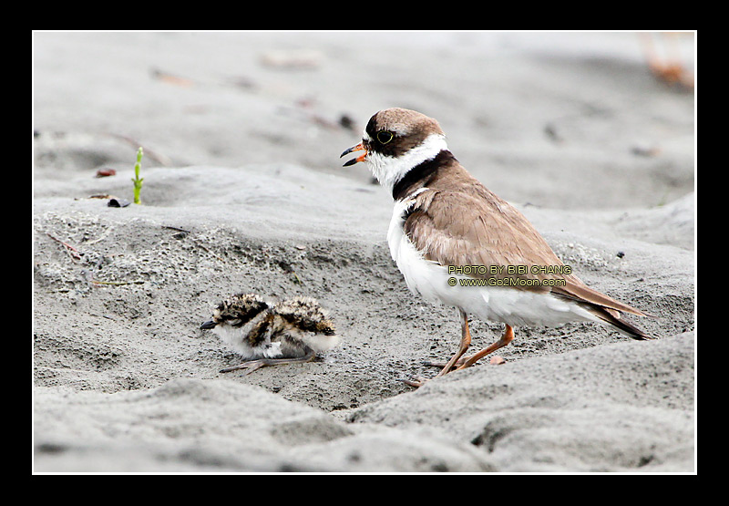 Plover and Chick