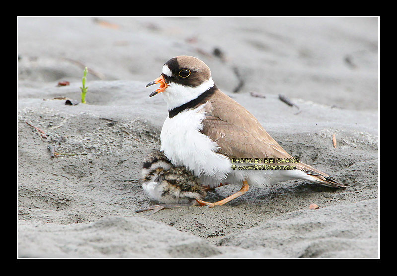 Plover and Chick