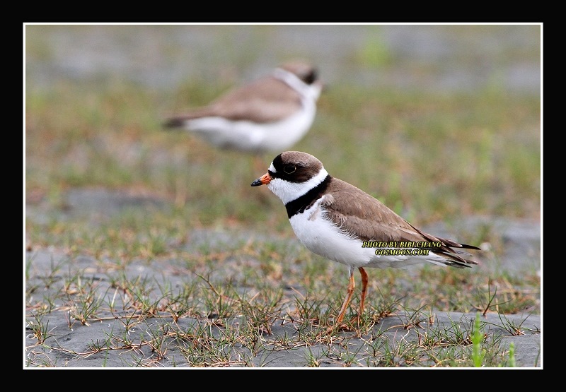 Semipalmated Plover Breeding Plumage
