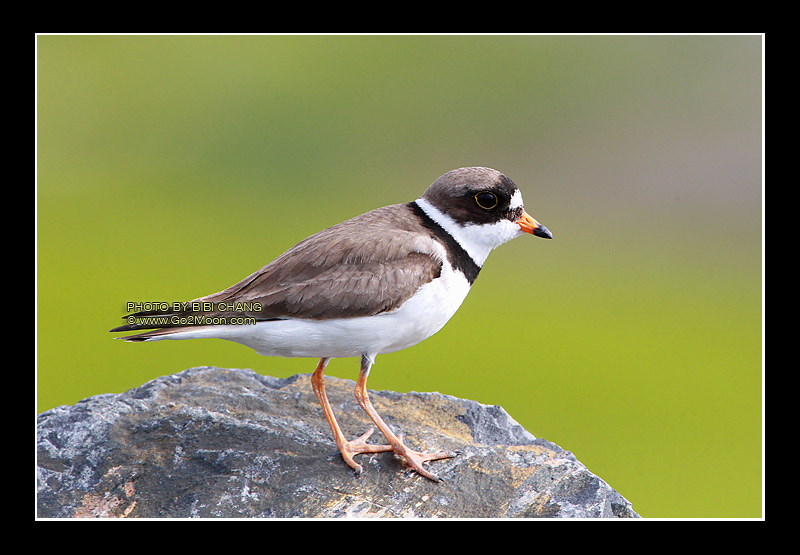 Alaska Plover
