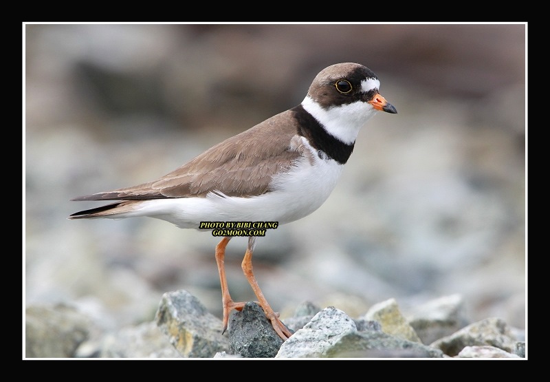 Plover in Alaska