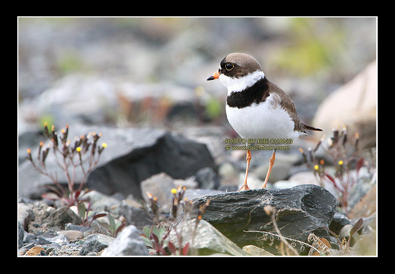 Plover in late Spring