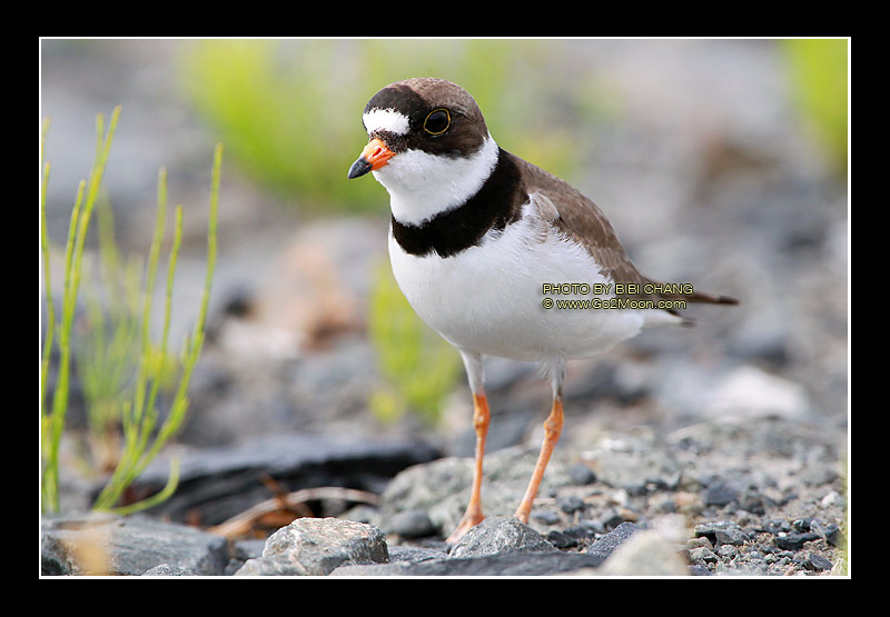 Plover Summer Plumage