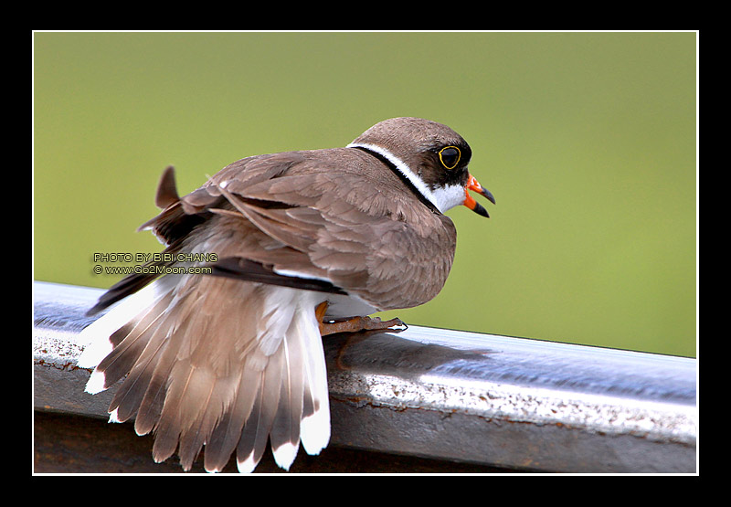 Semipalmated Plover Plumage